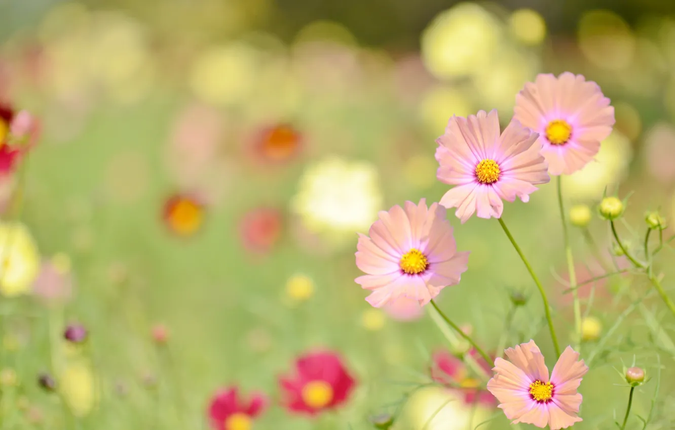 Photo wallpaper greens, flowers, kosmeya