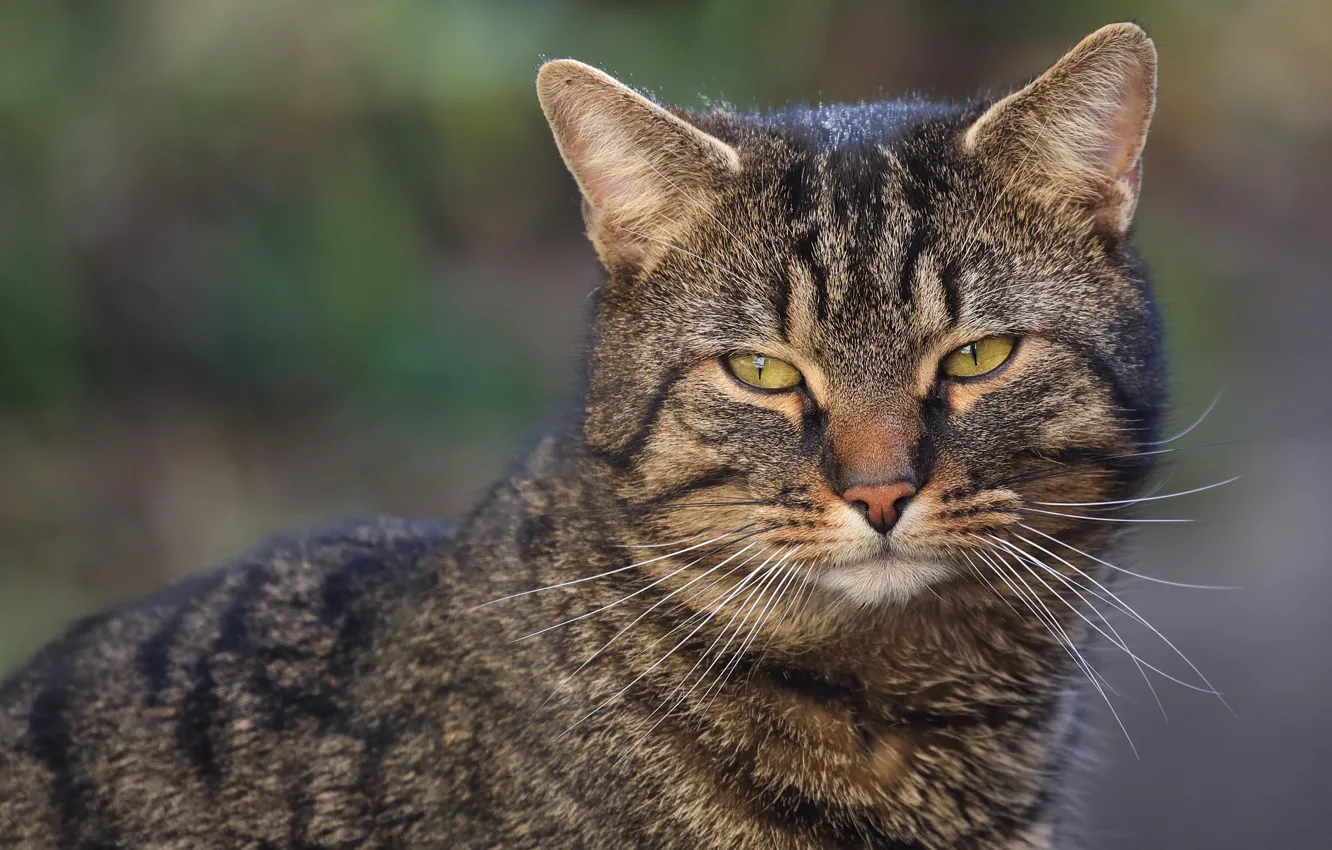 Photo wallpaper cat, cat, grey, portrait, face, striped