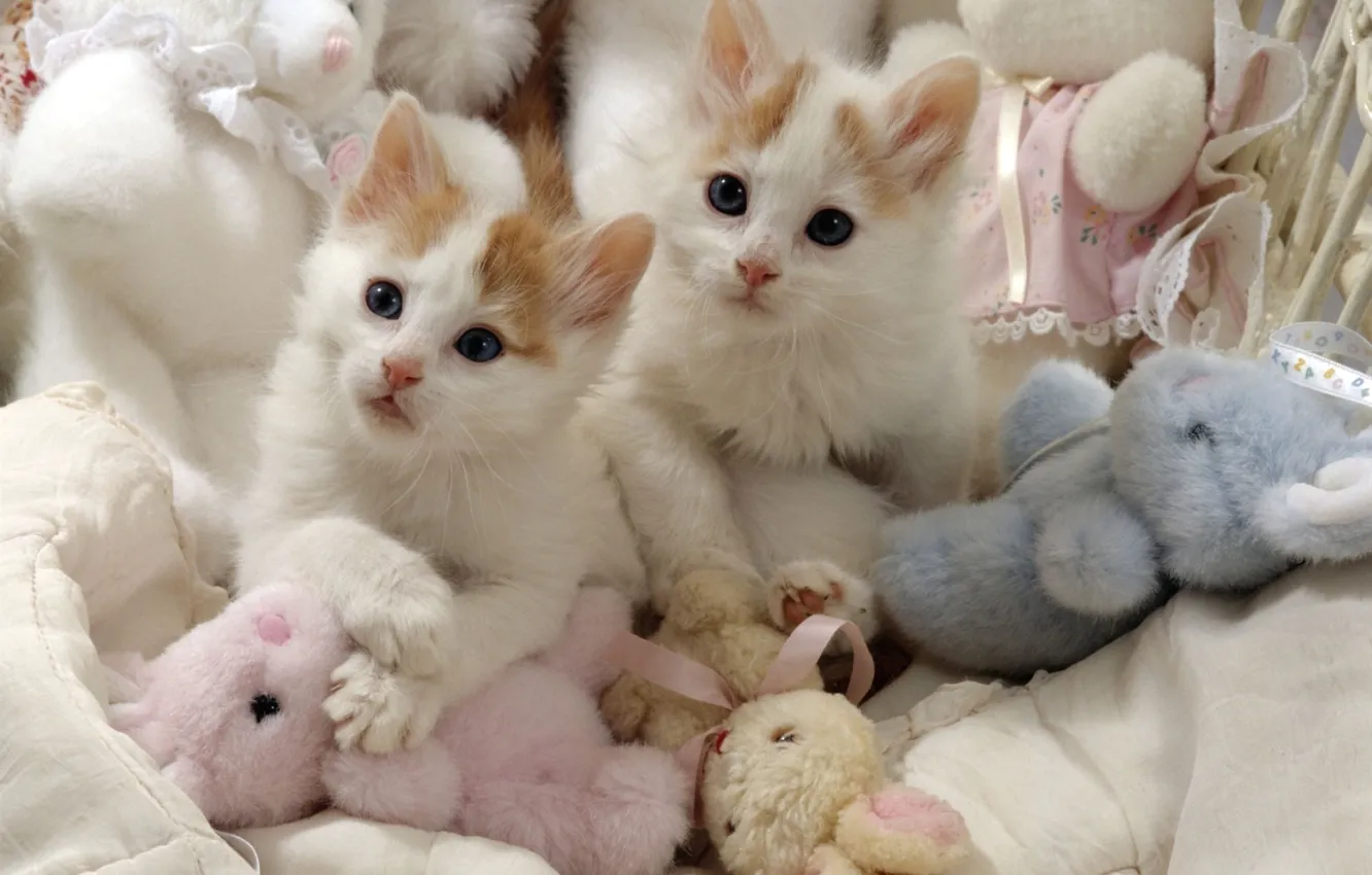Photo wallpaper toys, pair, kittens, white