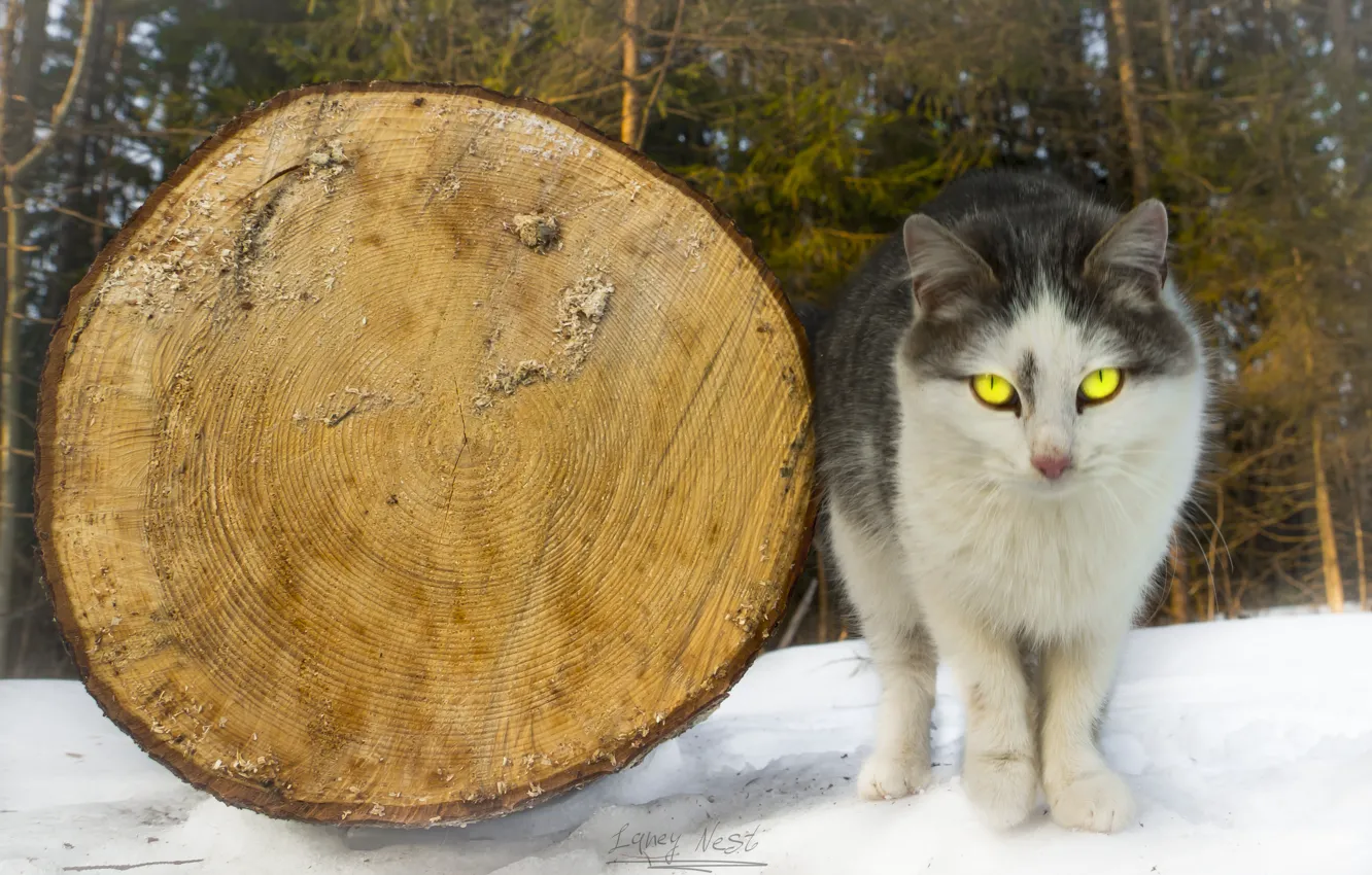 Photo wallpaper the sky, eyes, look, the sun, light, nature, life, animal