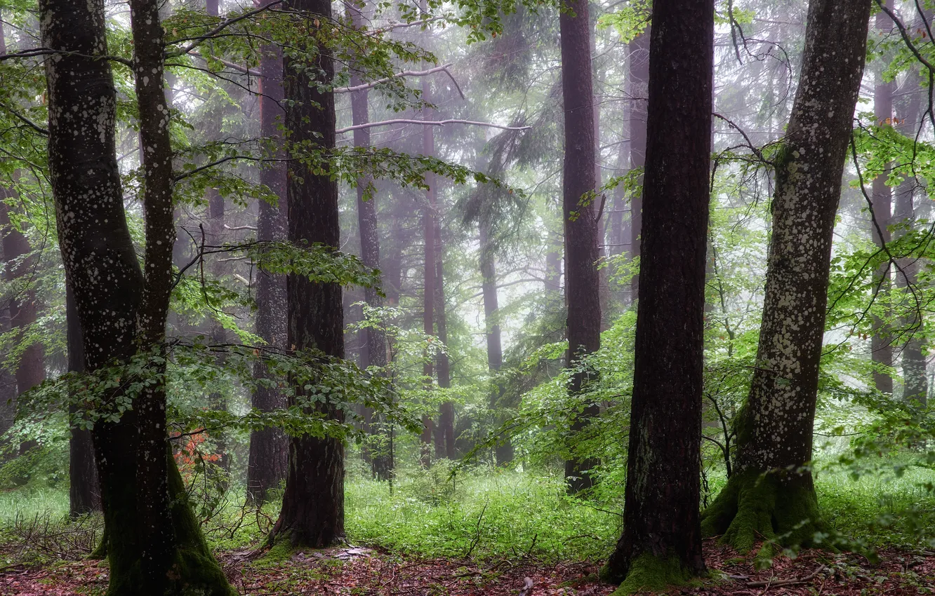 Photo wallpaper forest, trees, fog, thickets, branch, foliage, morning, haze