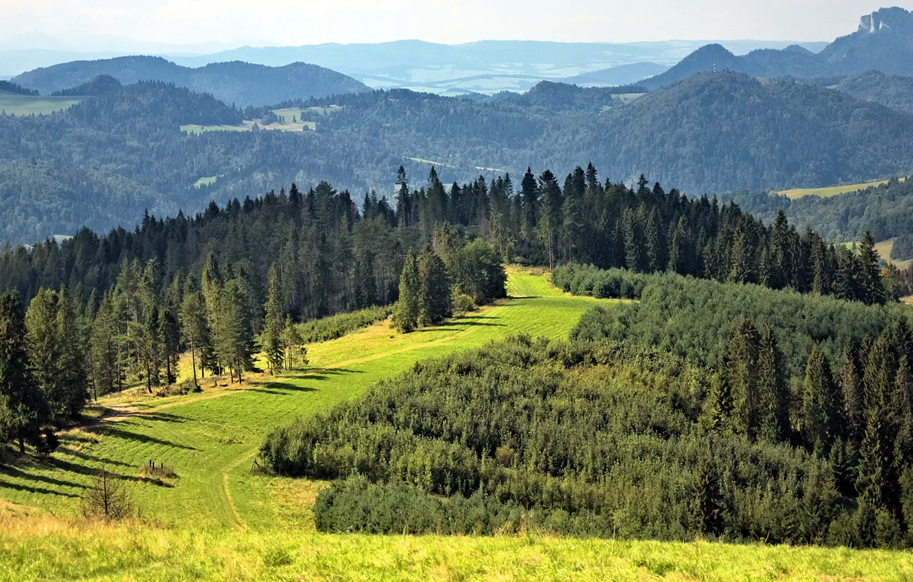Photo wallpaper forest, trees, mountains, panorama, Sunny, the edge