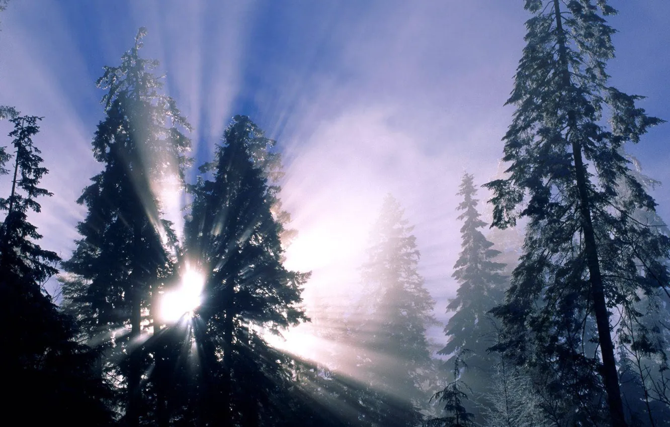 Photo wallpaper winter, forest, rays, tree