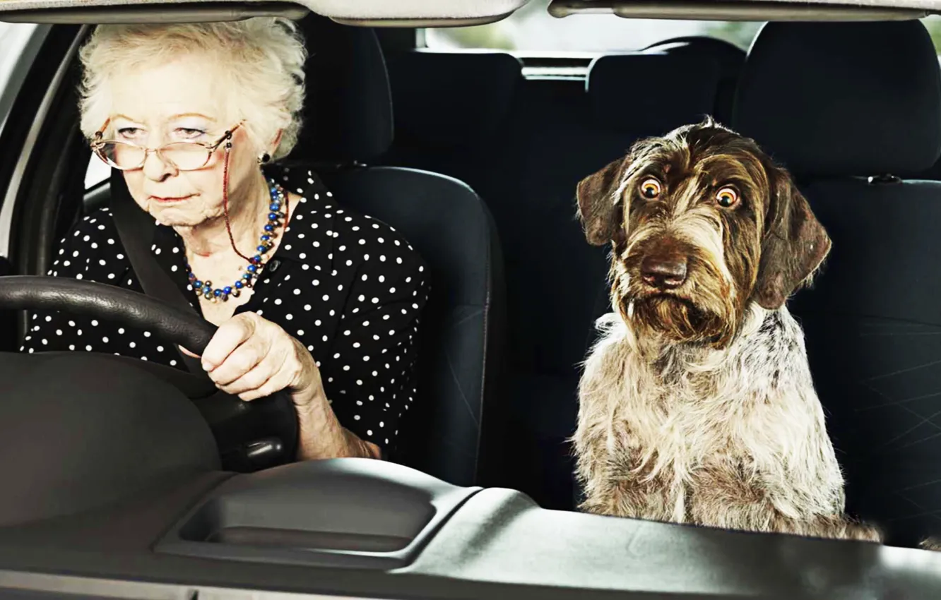 Photo wallpaper machine, eyes, grandma, dog, humor, the trick, eyes, dog