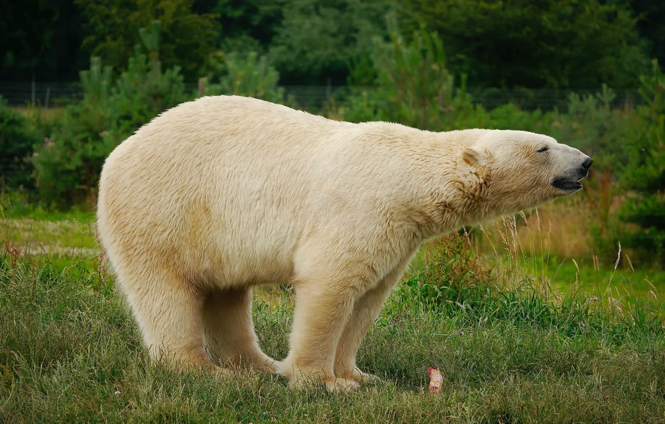 Photo wallpaper bear, polar bear, nature, white, profile, grass