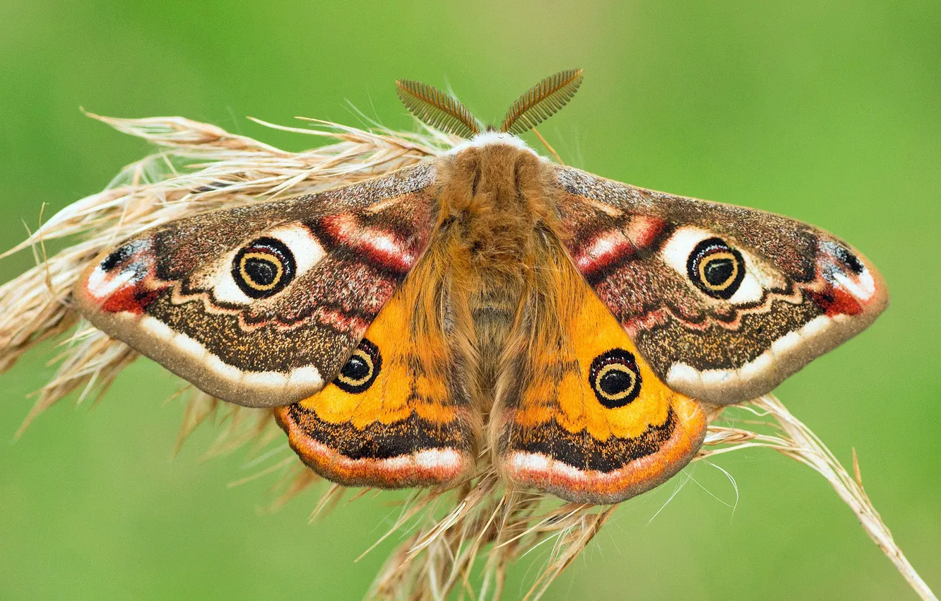 Photo wallpaper macro, background, butterfly, ear, Small Emperor moth