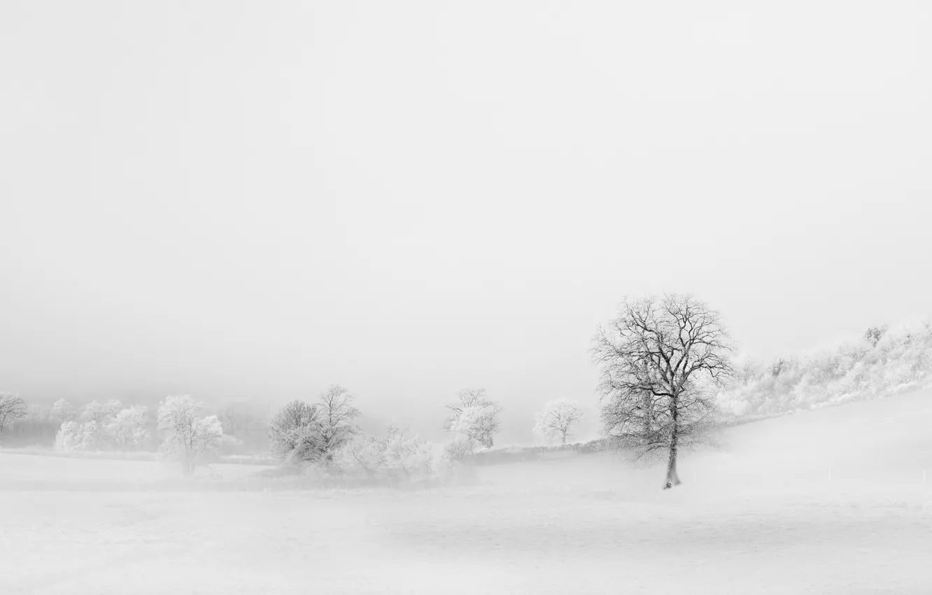 Photo wallpaper field, trees, background