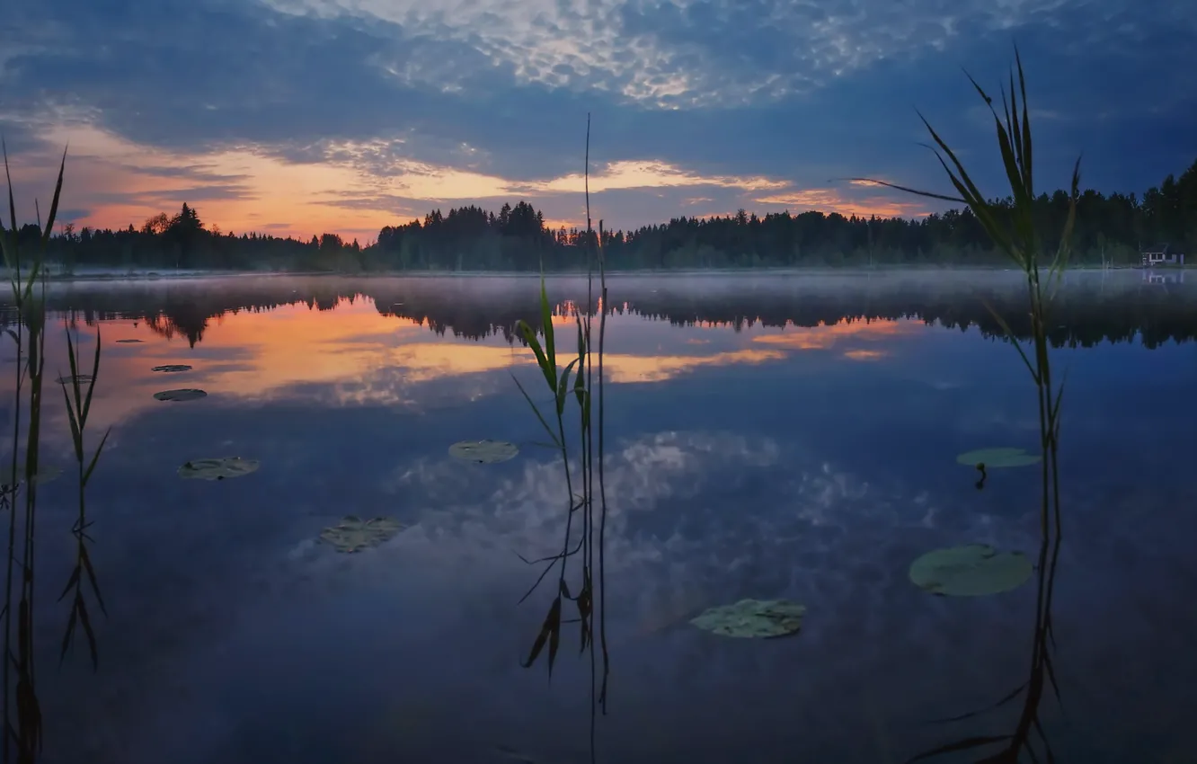 Photo wallpaper forest, landscape, night, nature, fog, lake, white night