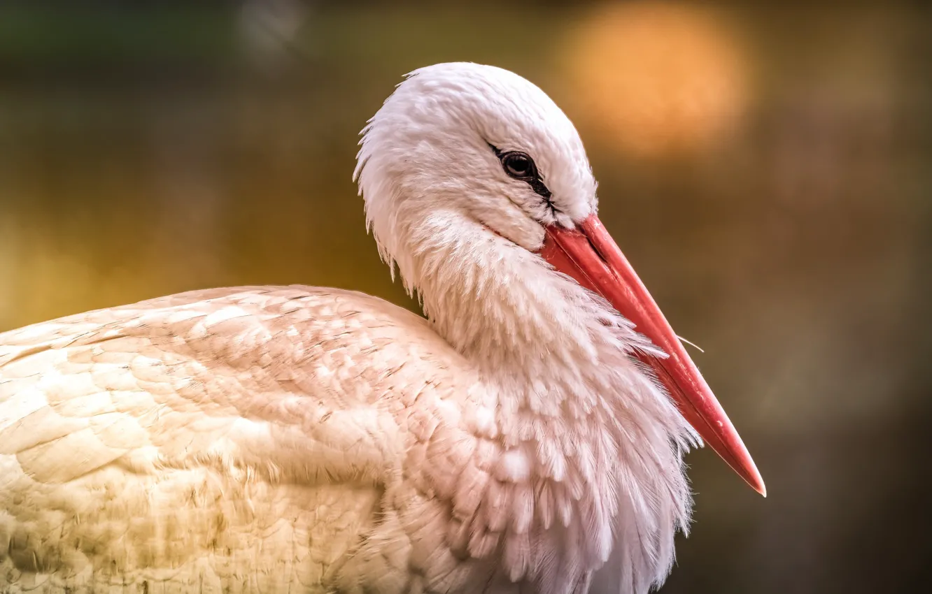 Photo wallpaper nature, bird, stork