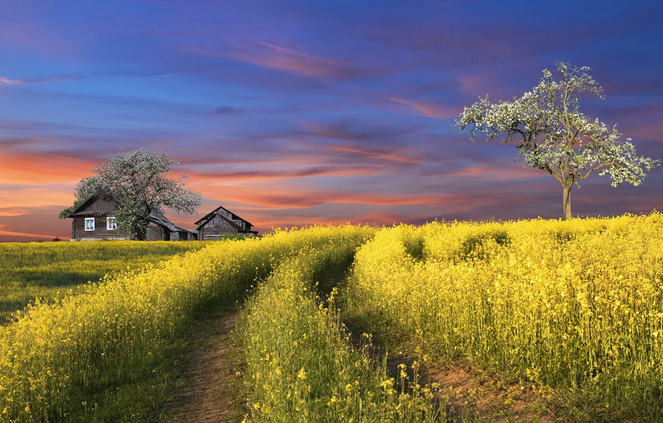 Photo wallpaper road, trees, spring, house, rapeseed field