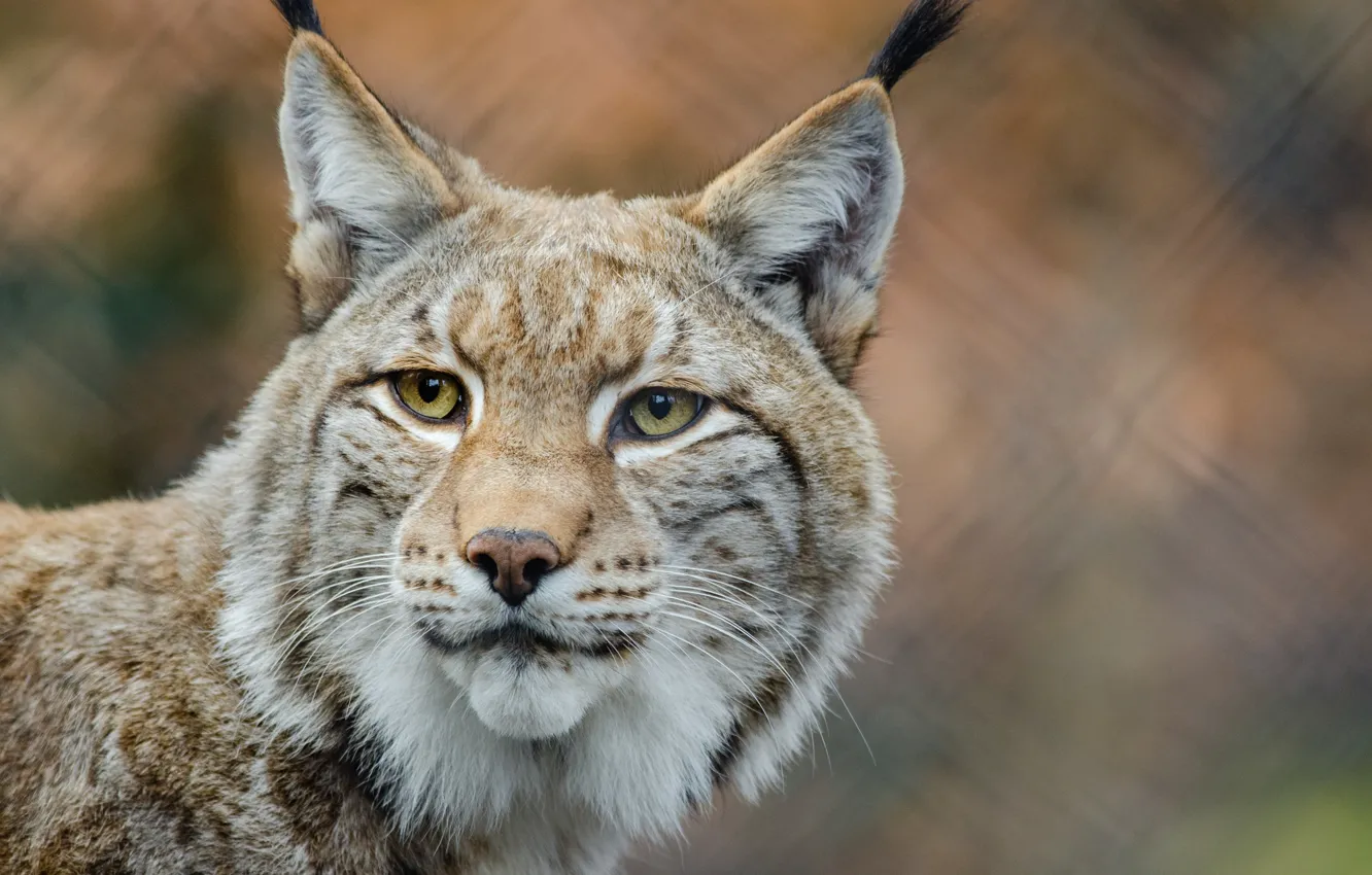 Photo wallpaper look, calm, lynx