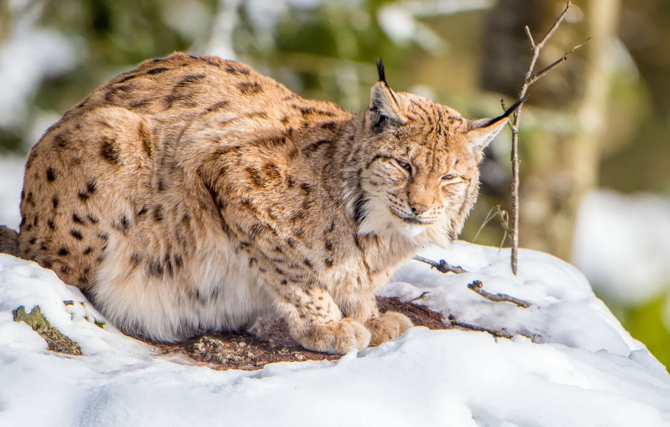 Photo wallpaper snow, predator, lynx