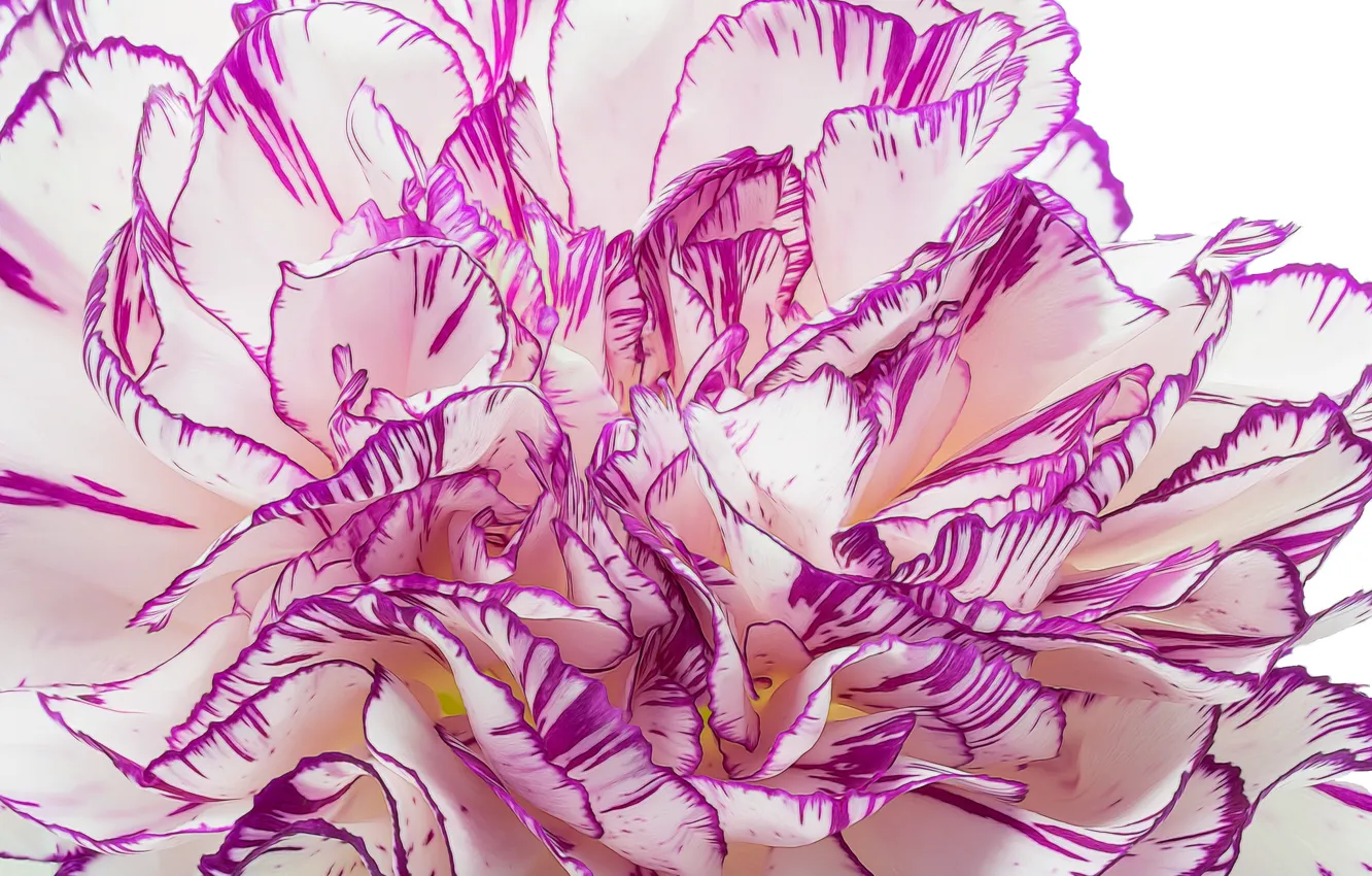 Photo wallpaper flower, petals, carnation
