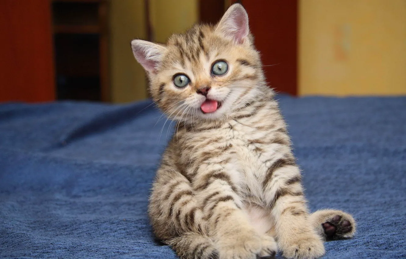 Photo wallpaper cat, cat, kitty, cute, funny, funny