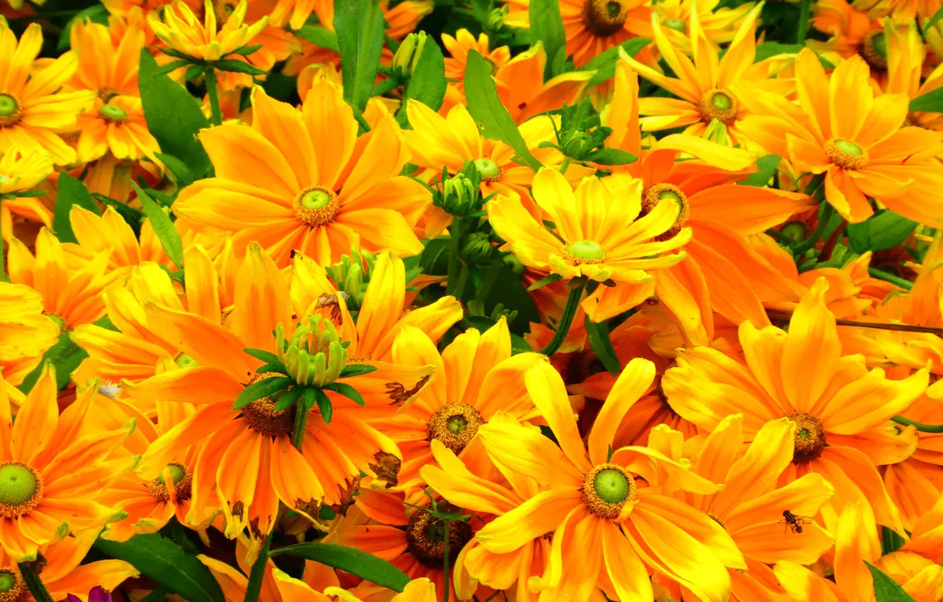 Photo wallpaper yellow, bright, petals, rudbeckia