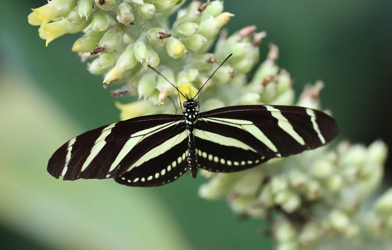Photo wallpaper macro, butterfly, wings, beautiful, flowering, pollination, closeup