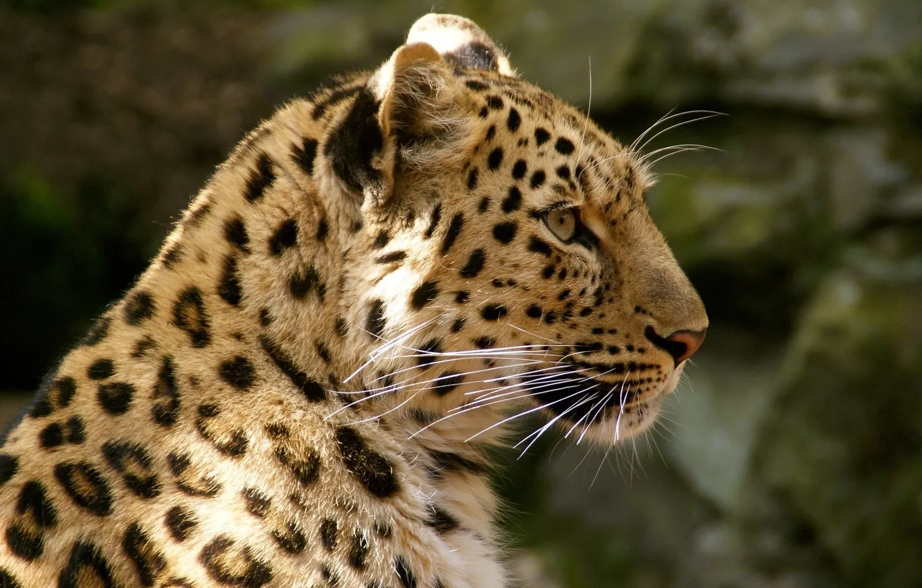 Photo wallpaper face, predator, spot, leopard, profile, fur, wild cat