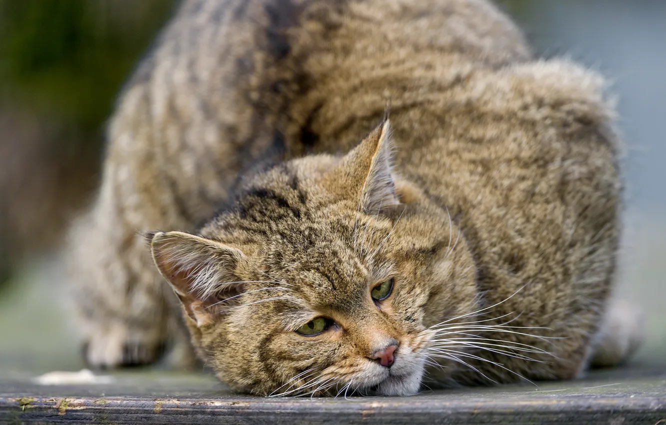 Photo wallpaper cat, face, forest, wild cat, ©Tambako The Jaguar
