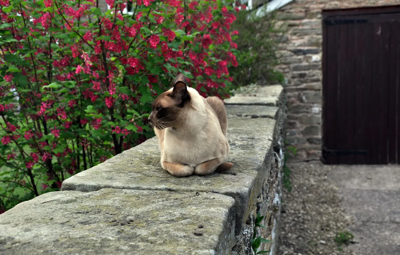 Photo wallpaper cat, trees, flowers, background, stay, muzzle, profile, Siamese