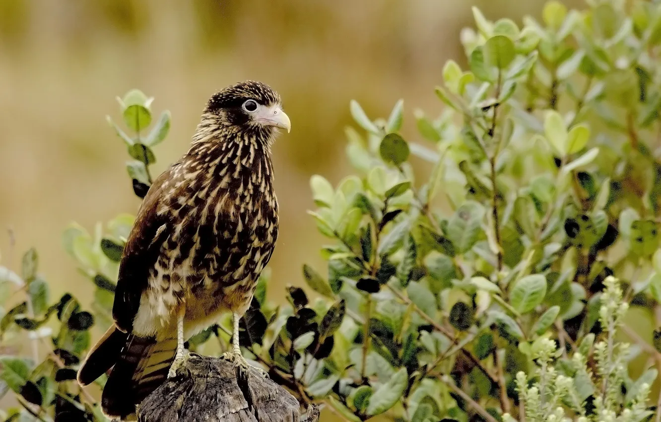 Photo wallpaper leaves, branches, bird, stump, the bushes