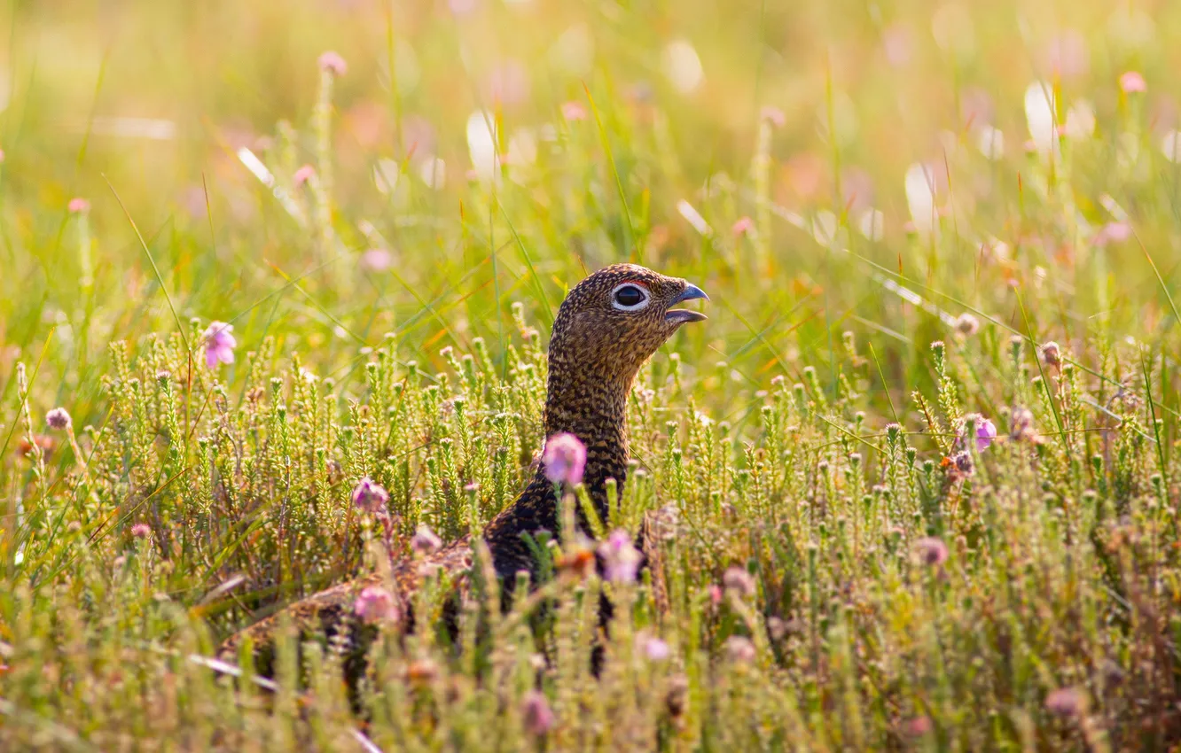 Photo wallpaper summer, bird, meadow, Heather, red-legged partridge