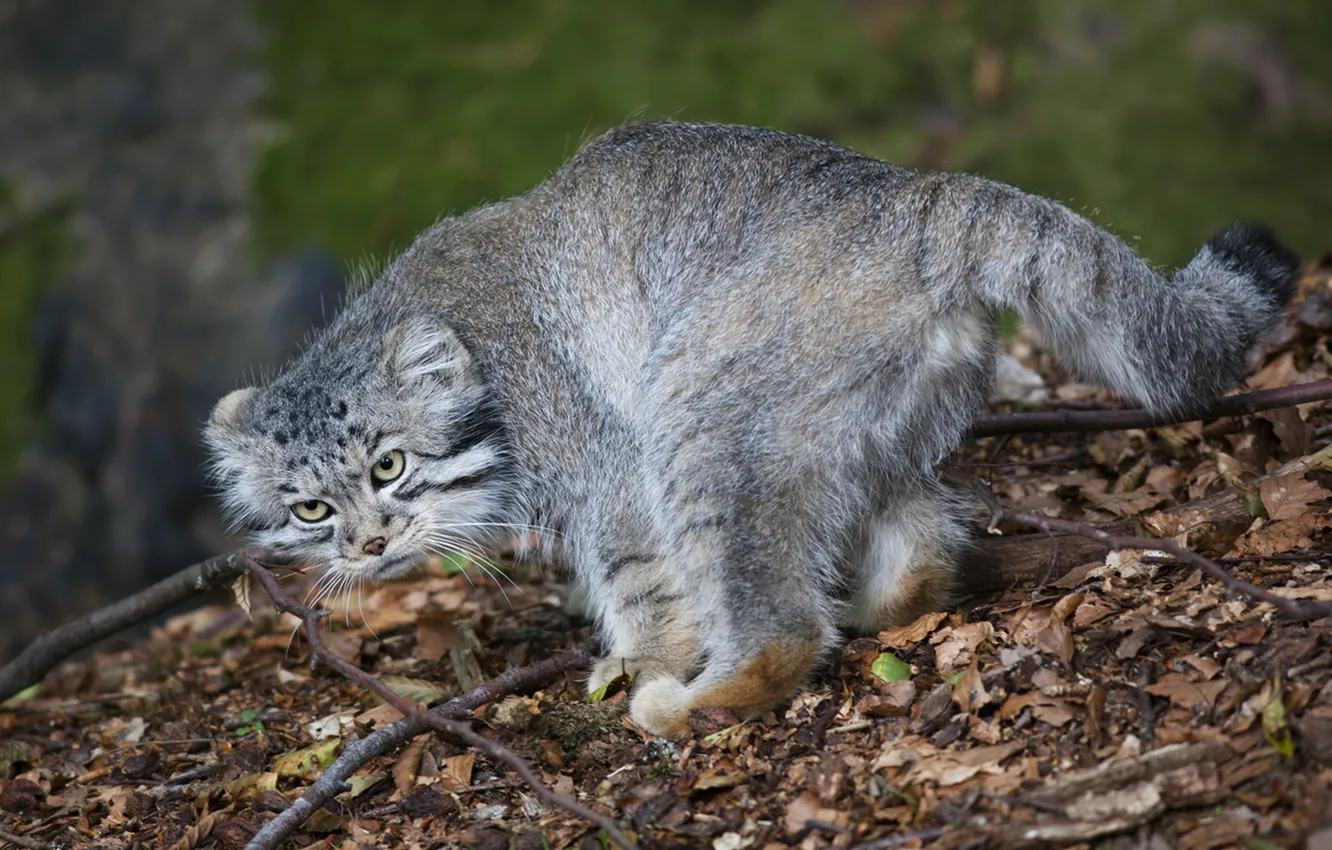 Photo wallpaper cat, look, leaves, branches, nature, predator, manul