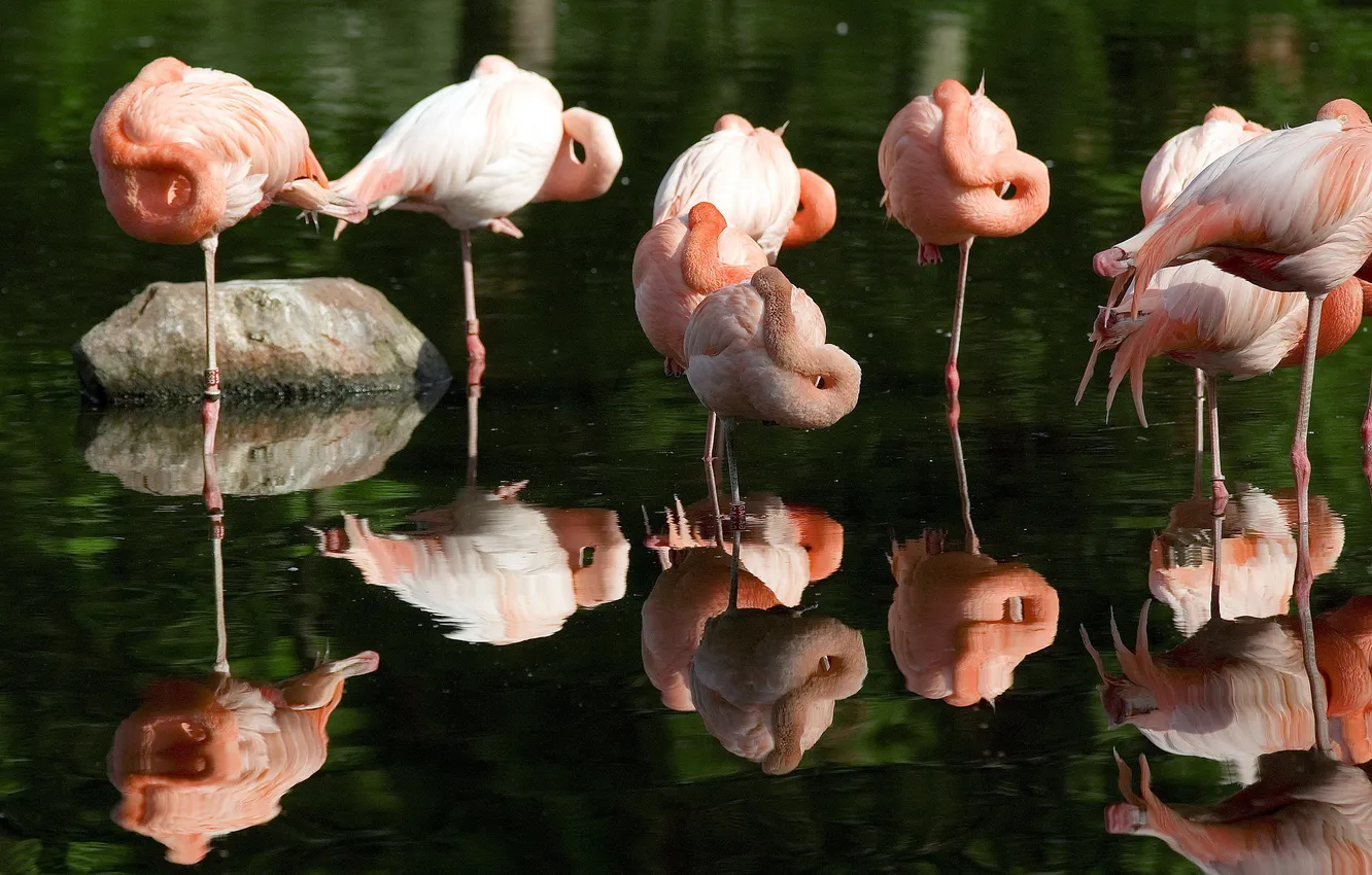 Photo wallpaper water, reflection, pink, Flamingo, flamingo
