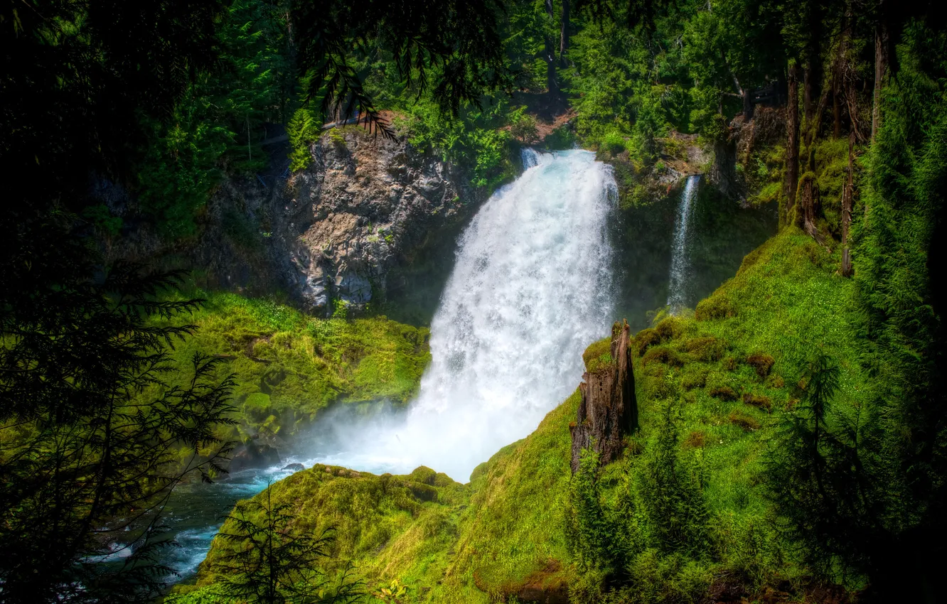 Photo wallpaper greens, forest, trees, stones, waterfall, moss, USA, Oregon