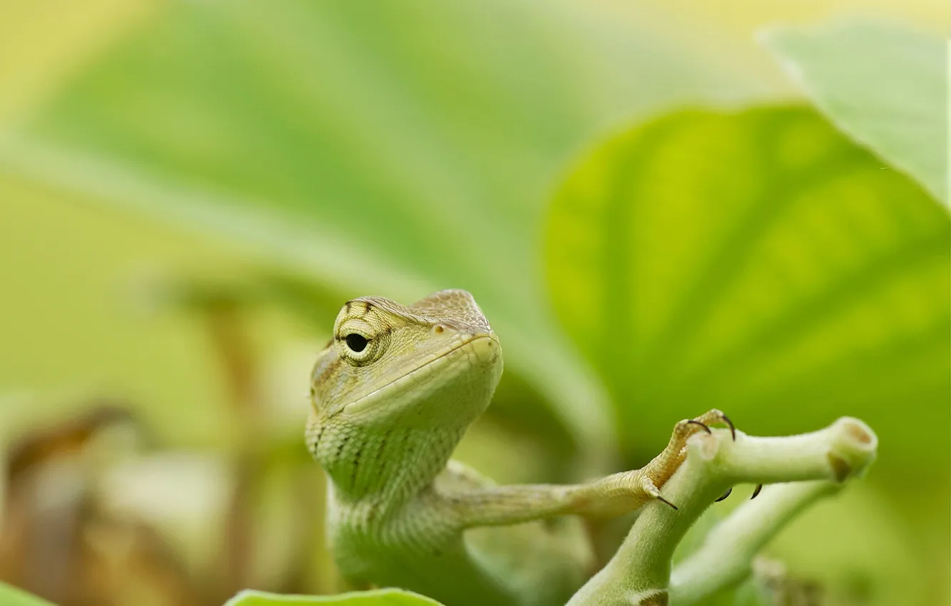 Photo wallpaper eyes, plant, head, lizard