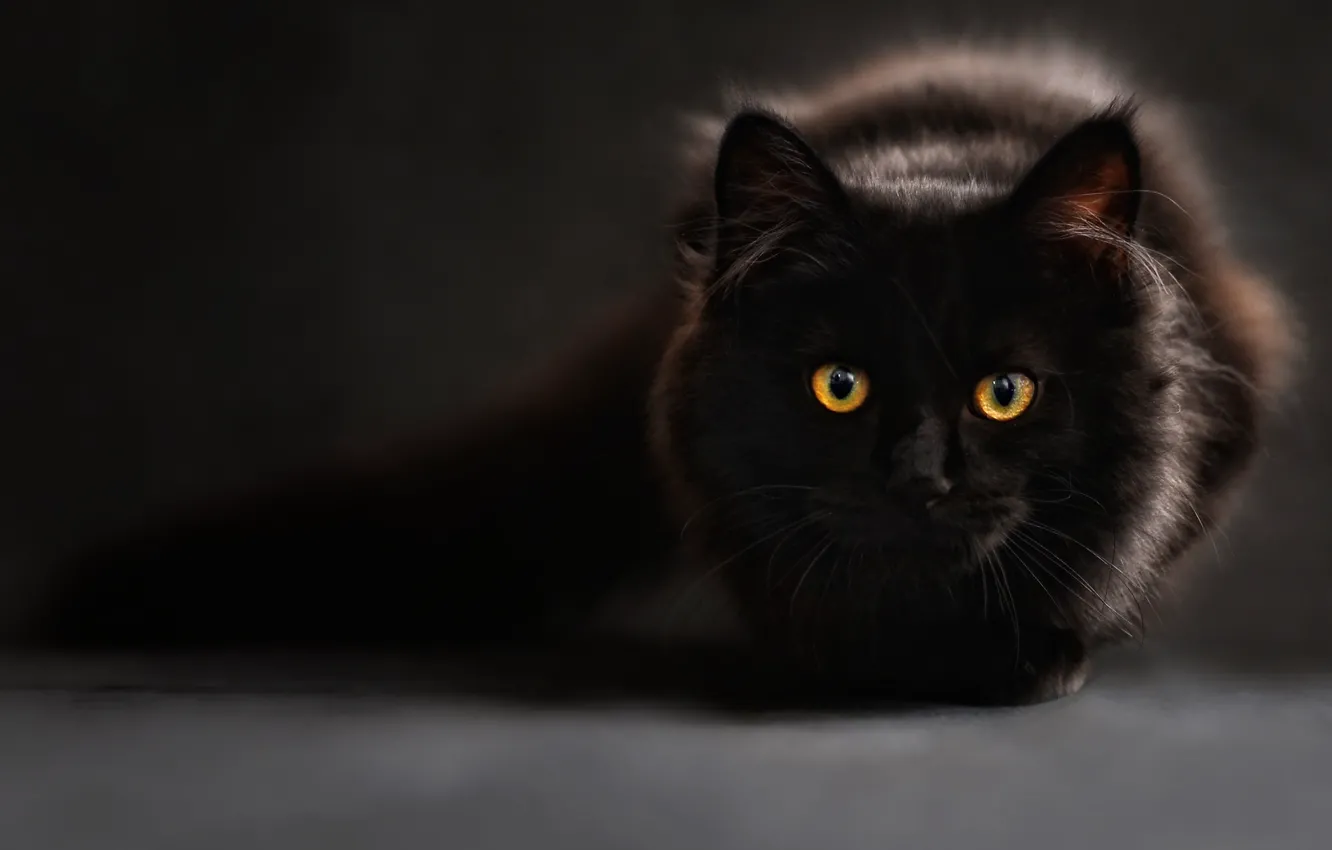 Photo wallpaper eyes, look, grey background, black, black cat, cat