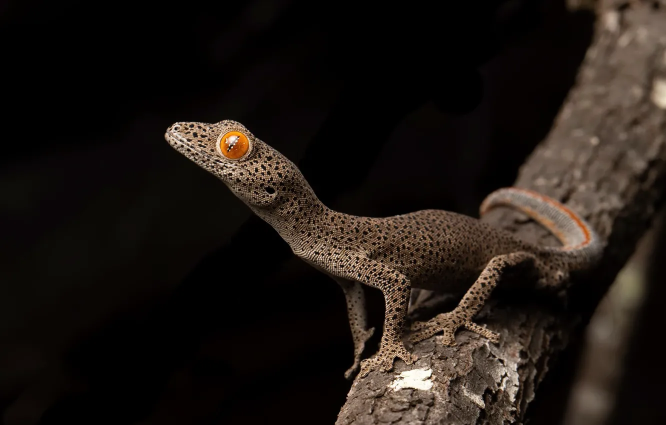 Photo wallpaper nature, background, Strophurus taenicauda, Central golden tailed gecko