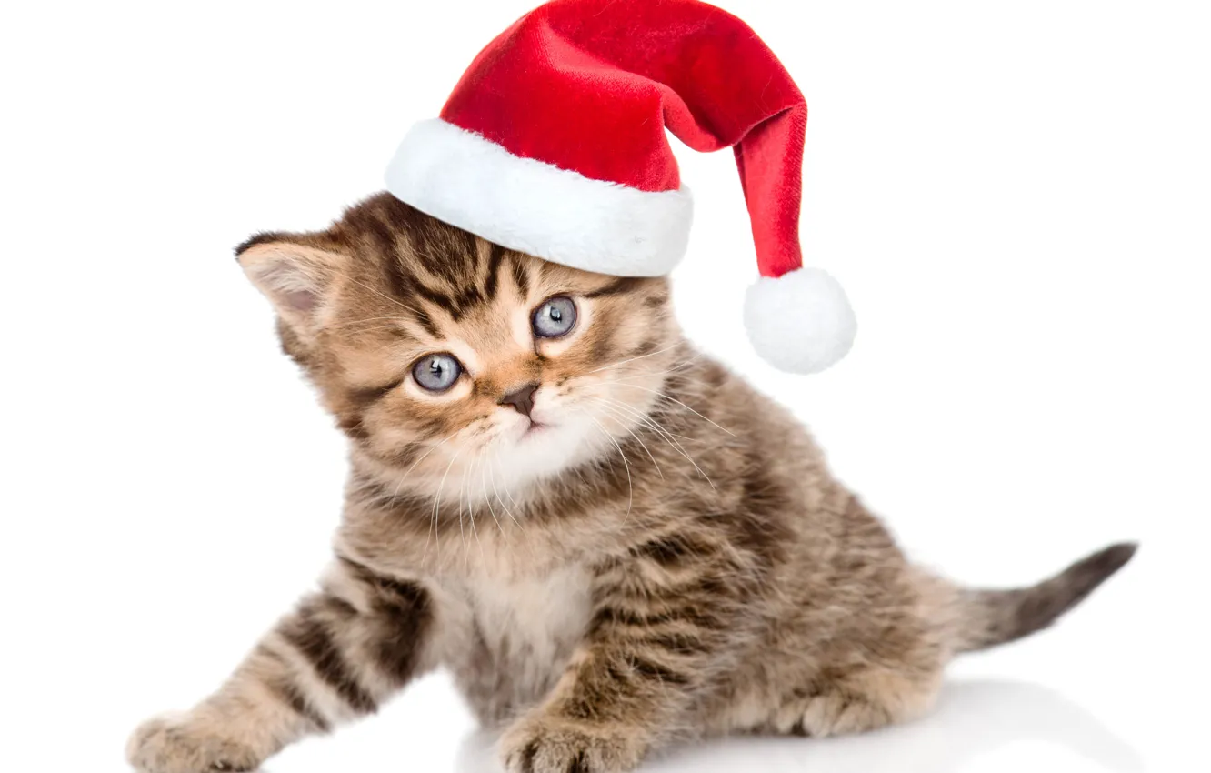 Photo wallpaper look, kitty, hat, small, Christmas, cute, Christmas, kittens