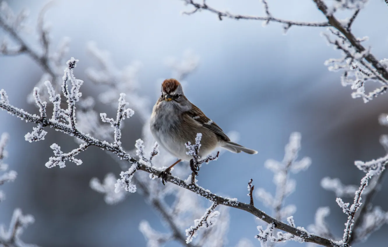Photo wallpaper winter, frost, branches, bird, bokeh, Arboreal passerine Bunting