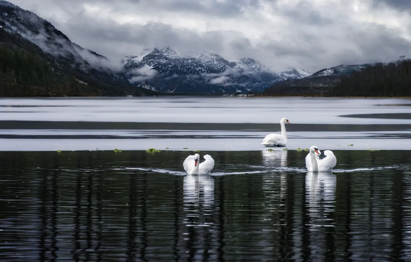 Photo wallpaper winter, forest, clouds, snow, mountains, clouds, reflection, bird