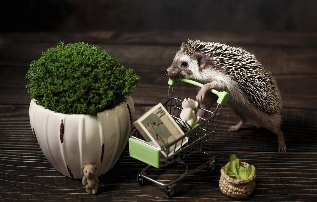 Photo wallpaper pose, the dark background, sweetheart, toy, Board, plant, flooring, bear