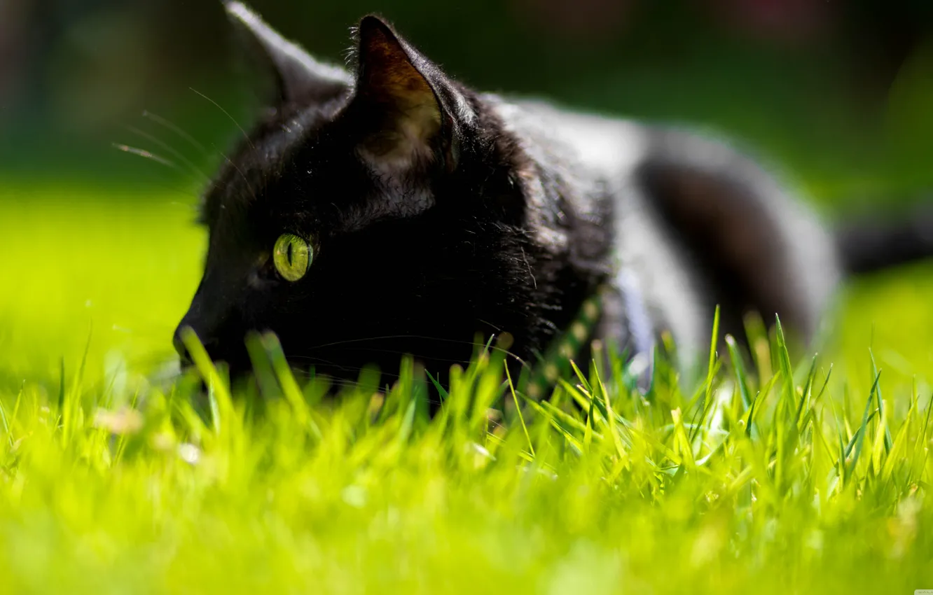 Photo wallpaper cat, grass, green eyes
