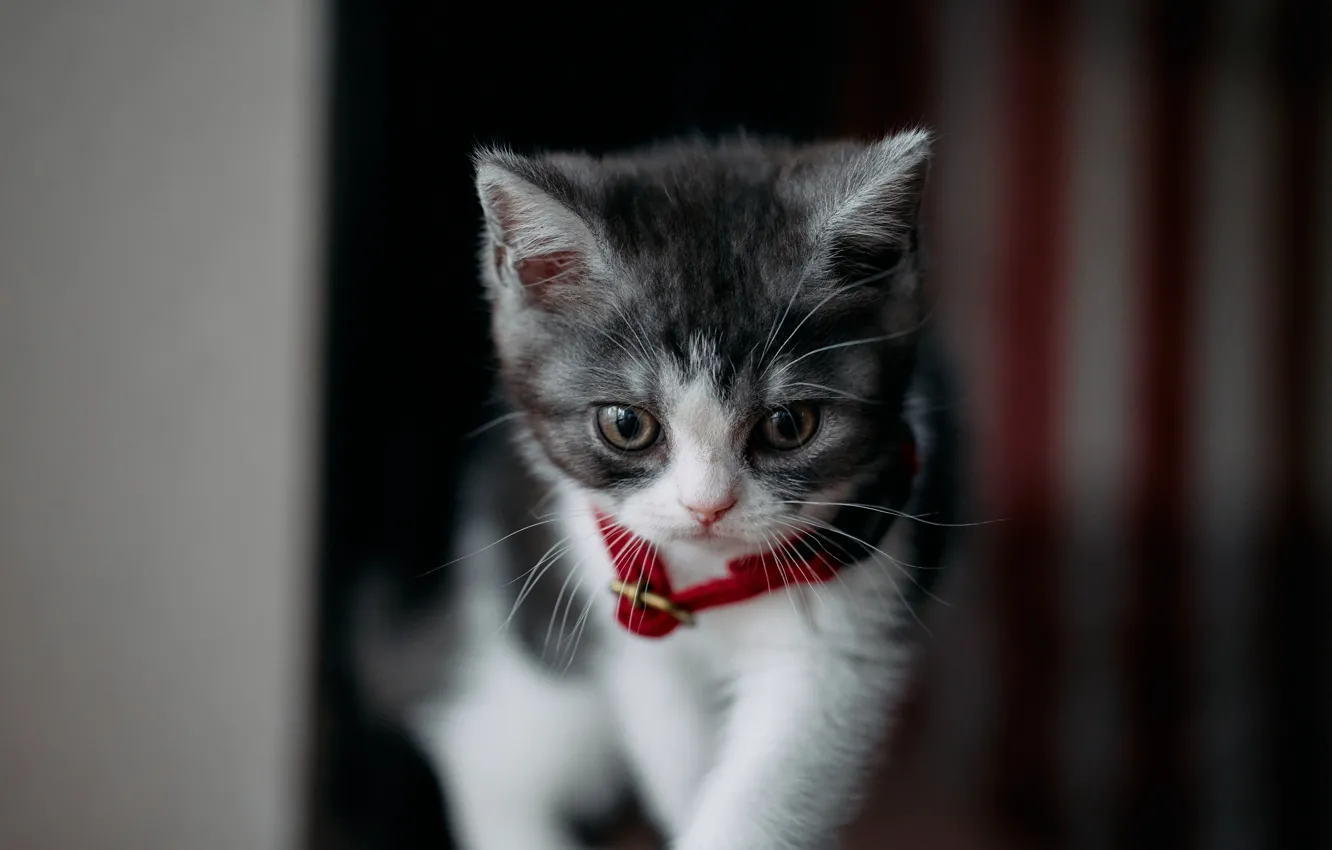 Photo wallpaper cat, cat, the dark background, portrait, collar, kitty