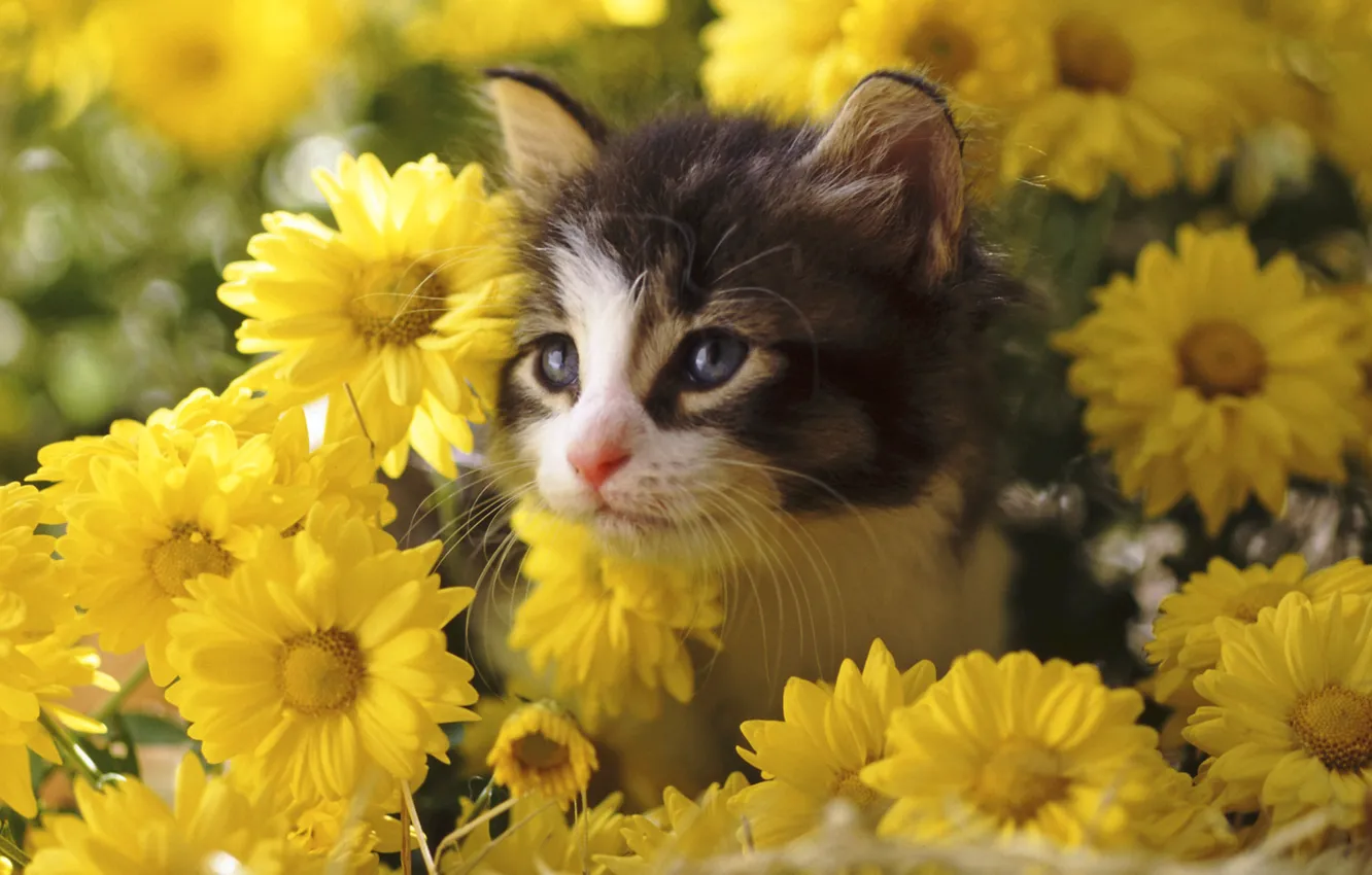 Photo wallpaper flowers, kitty, chrysanthemum