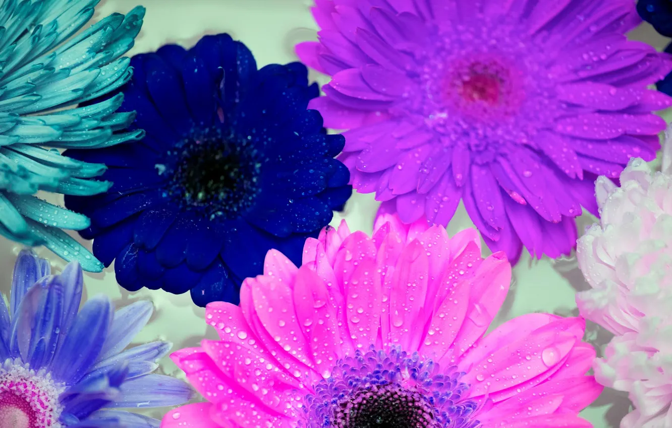 Photo wallpaper water, drops, petals