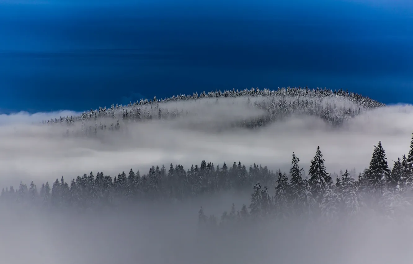 Photo wallpaper forest, the sky, fog