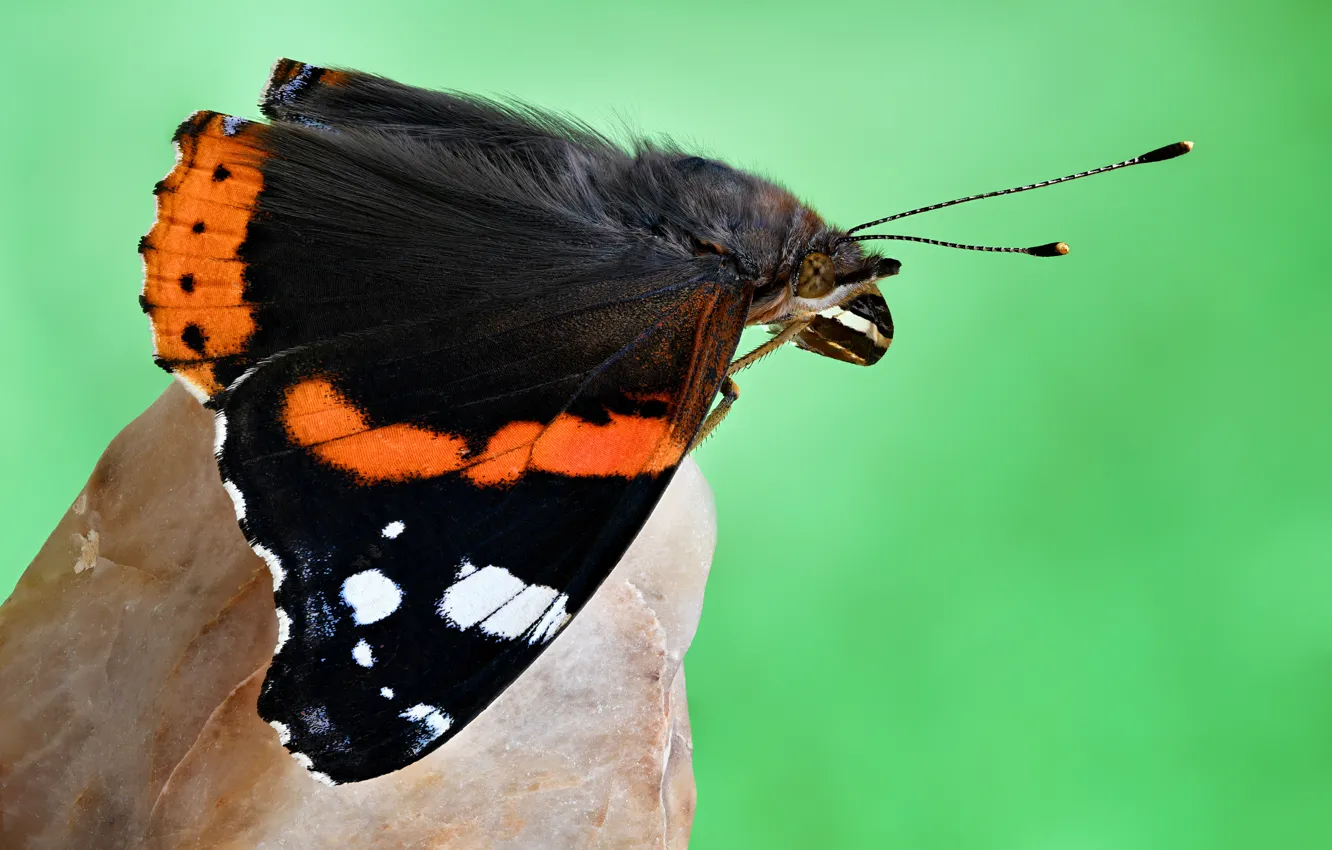 Photo wallpaper butterfly, insect, moth