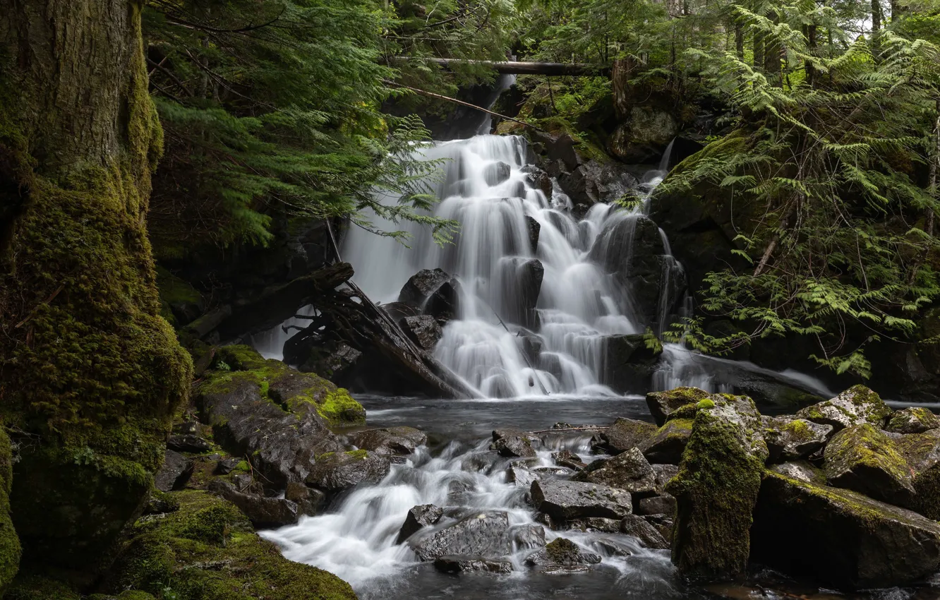 Photo wallpaper forest, waterfall, cascade, Washington, Washington State, North Cascades National Park, National Park North Cascade