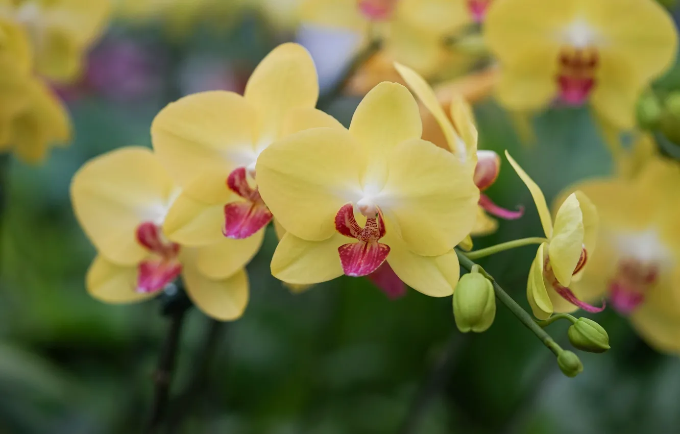 Photo wallpaper macro, yellow, Orchid