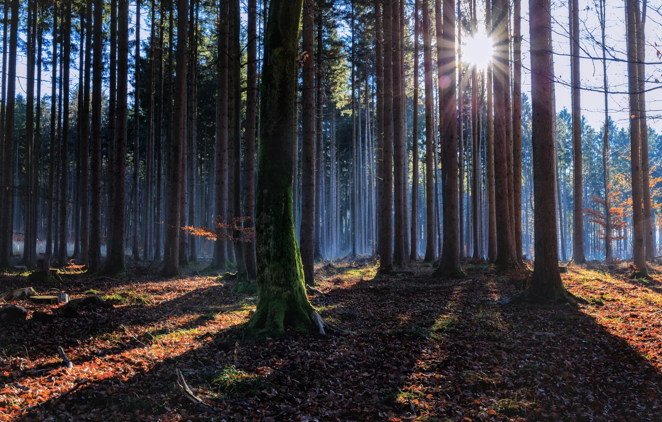 Photo wallpaper autumn, forest, the sun, rays, light, shadow