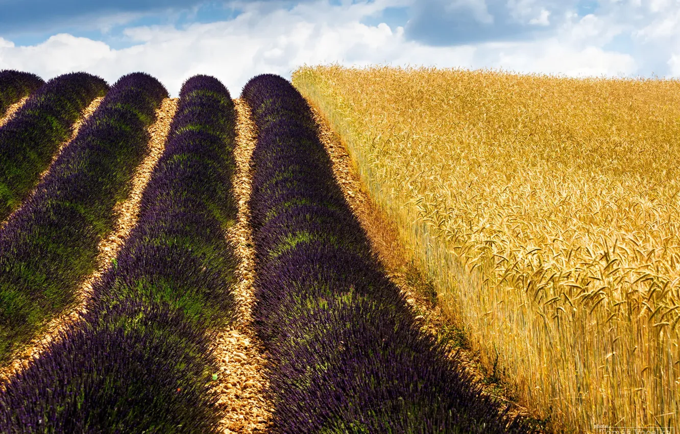Photo wallpaper wheat, field, nature, France, lavender
