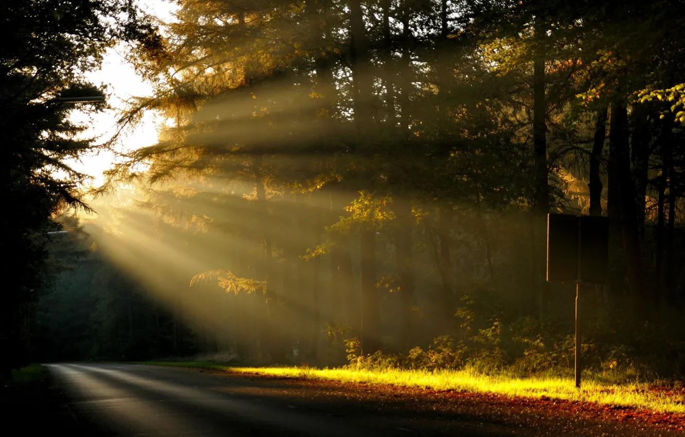 Photo wallpaper road, forest, the sun, rays, trees, nature, dawn, morning