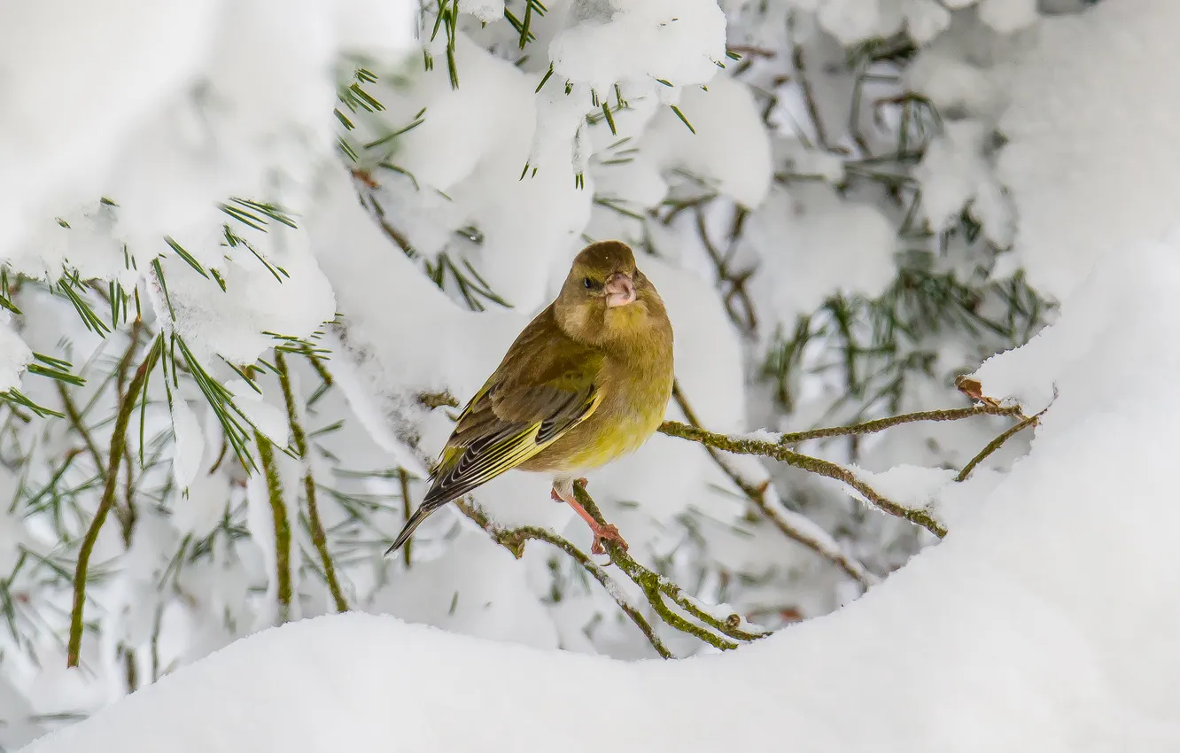 Photo wallpaper snow, nature, bird, spring, zelenushka, photohunt