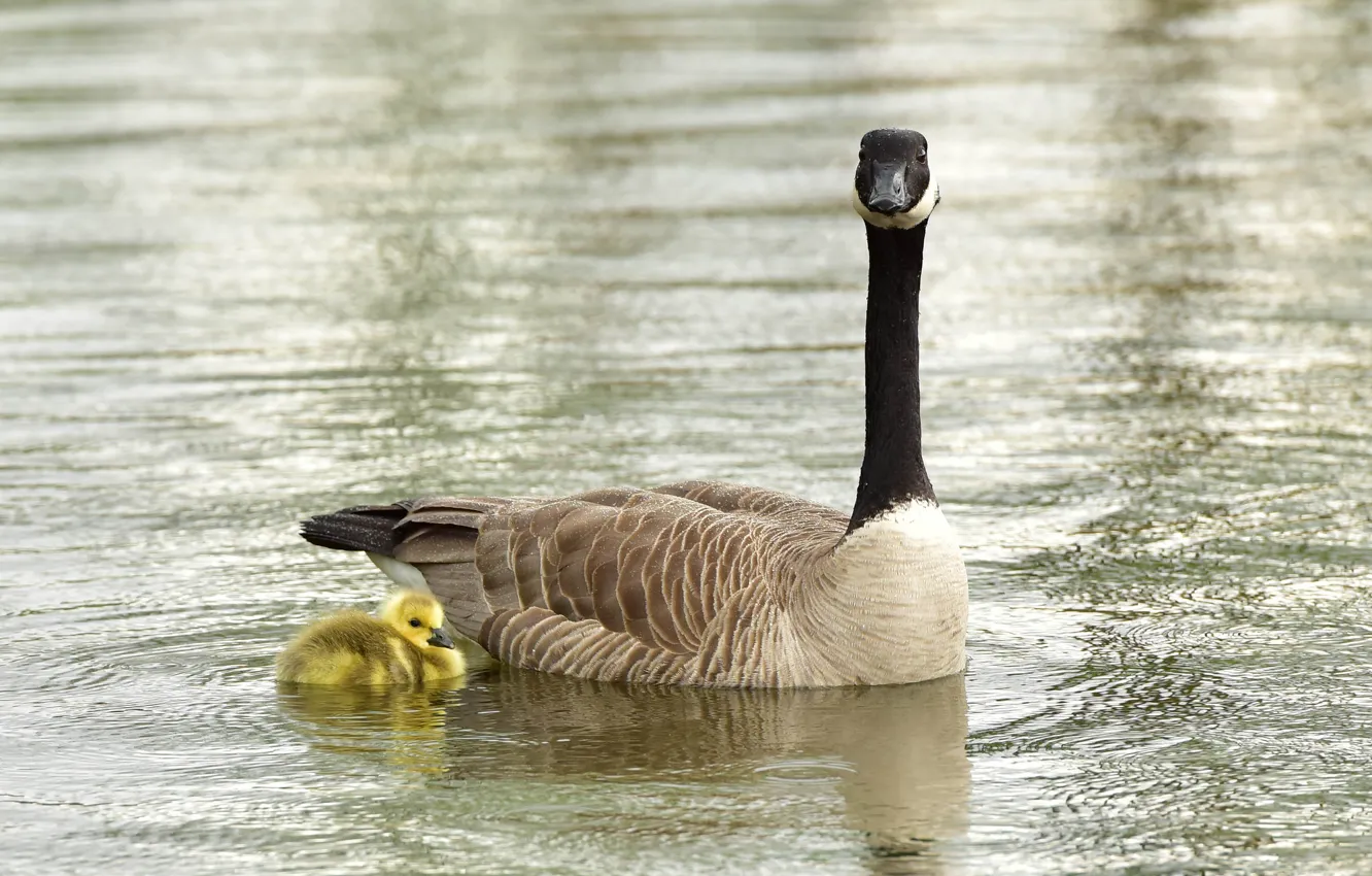 Photo wallpaper nature, bird, duck
