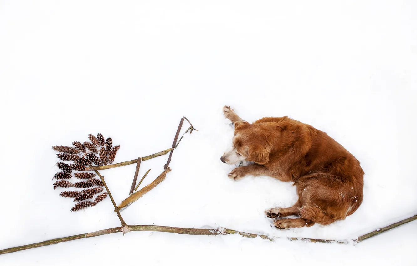 Photo wallpaper winter, snow, branches, nature, stick, dog, lies, Golden