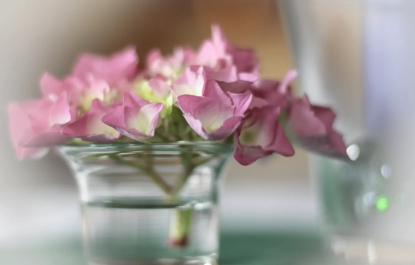 Photo wallpaper blur, vase, pink hydrangea